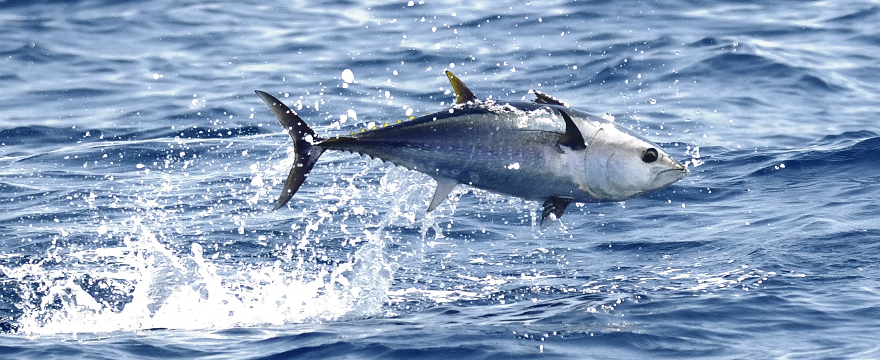 Thunnus thynnus (Linnaeus, 1758)